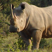 Rhino